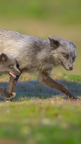 这位父亲棋高一着