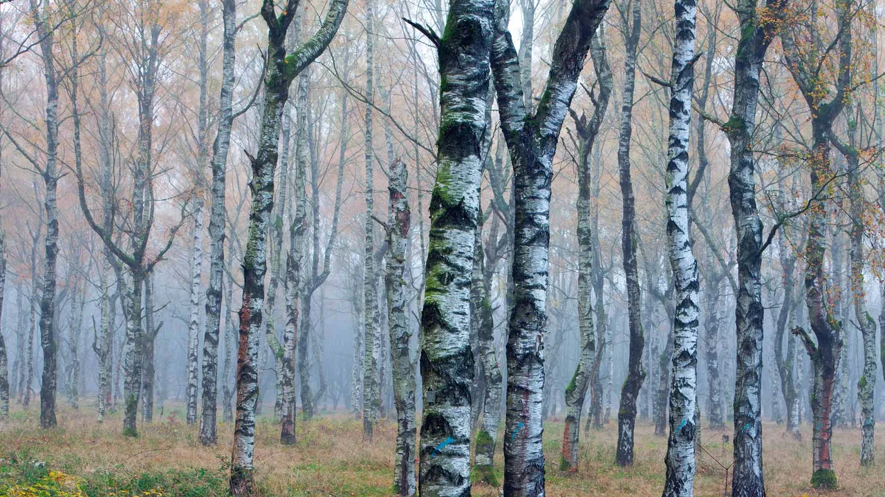 H&ouml;ren Sie den Wald fl&uuml;stern?