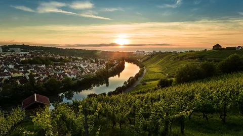 Rebh&auml;nge im Abendlicht