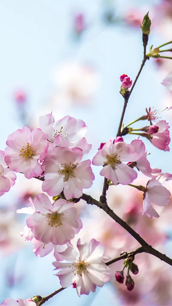 春日绯梦