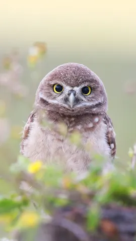 今日は国際フクロウの日