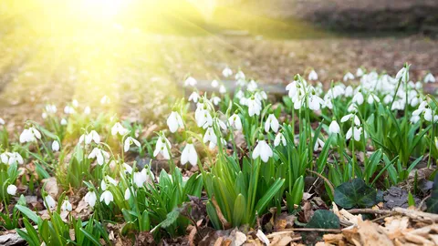 Fiori della transizione