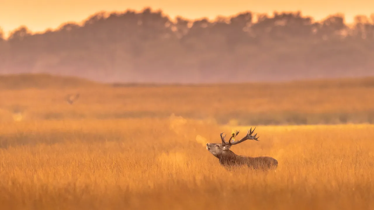 Red deer stag in De Hoge Veluwe National Park, Netherlands