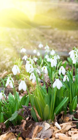 Snowdrops in spring