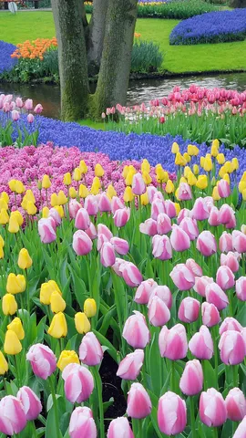 Tulips run the show