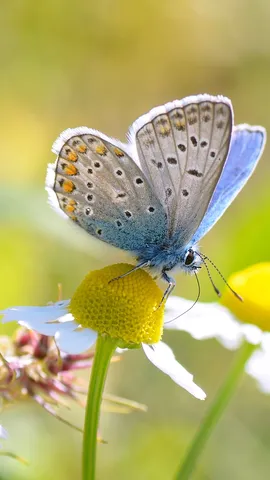 Zarte Zeichen der Natur