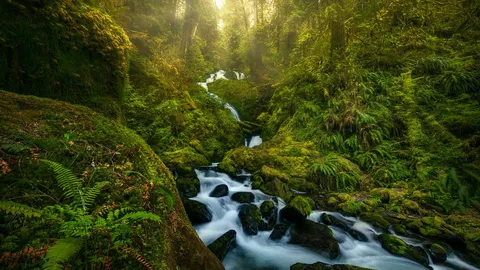 A waterfall in Olympic National Park, Washington, United States