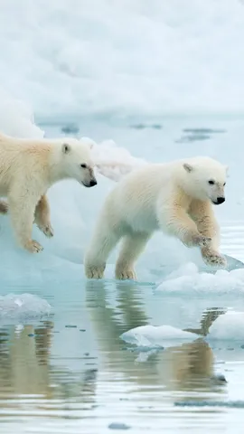 Uma aventura polar