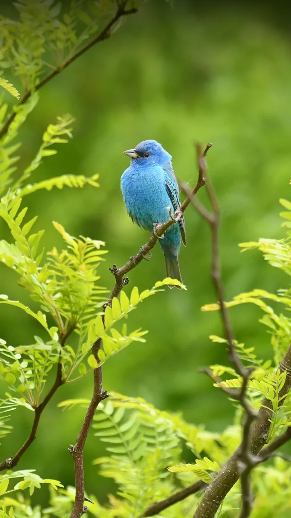 Cet oiseau vous est familier ?