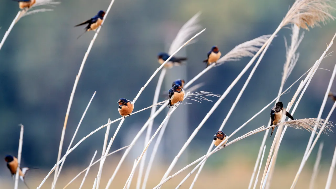 Wings at rest