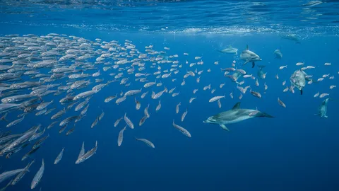 The chase begins!