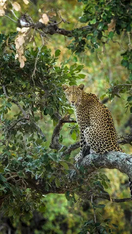 Un acr&oacute;bata moteado