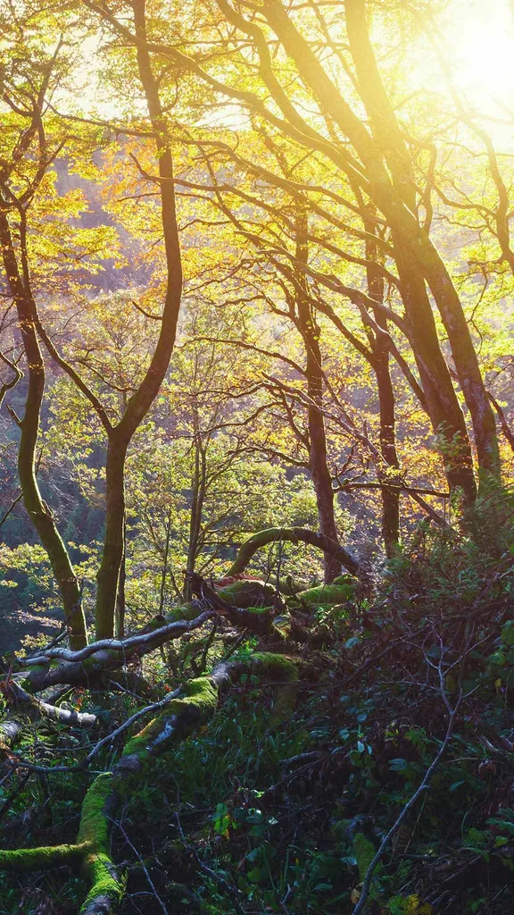 O&ugrave; se trouvent ces arbres enchev&ecirc;tr&eacute;s ?