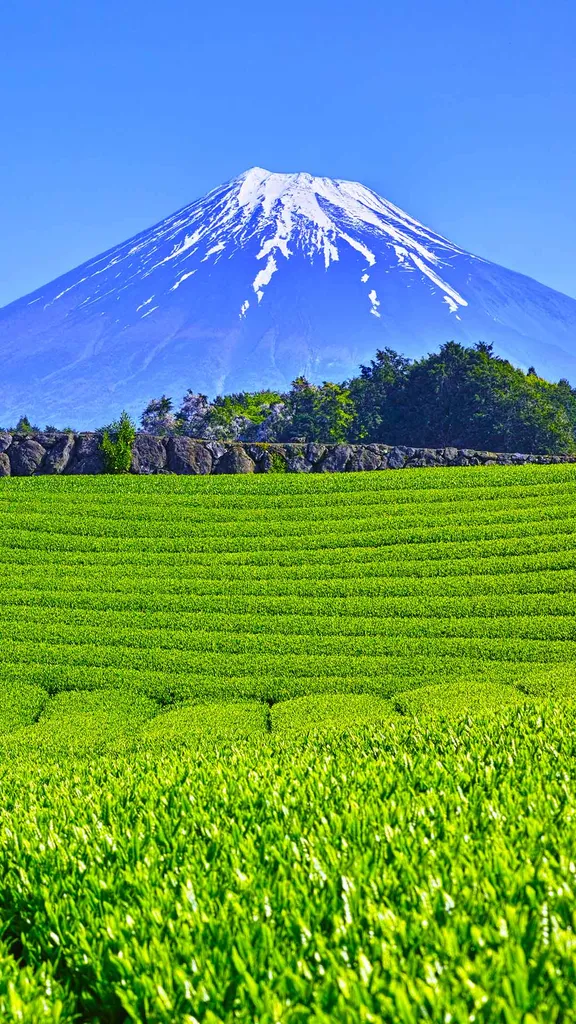 今日は八十八夜