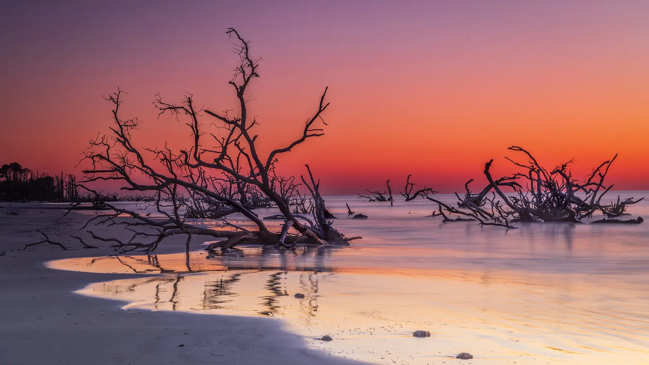 A floresta que o mar redesenhou