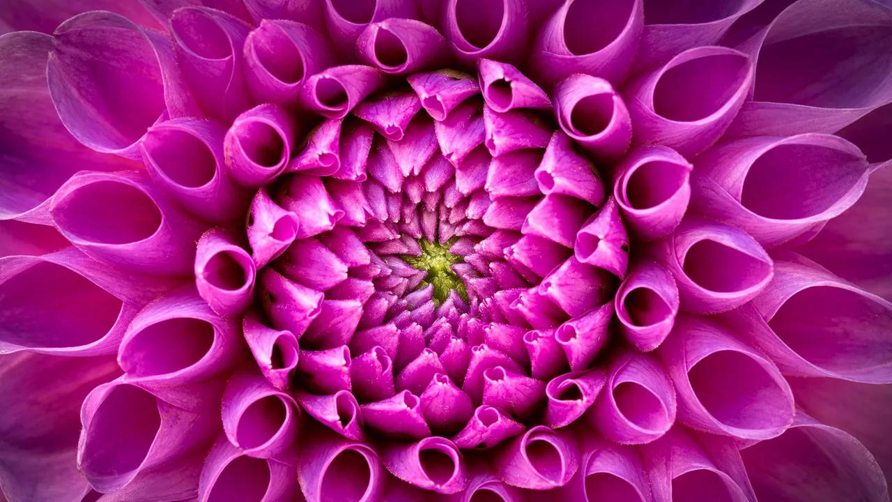 A symphony of petals
