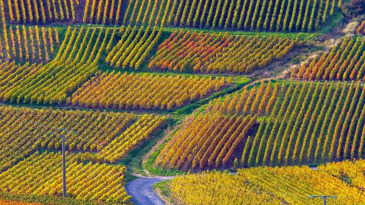 M&eacute;lodies au c&oelig;ur des vignes