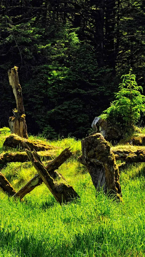 Among the cedar and spruce