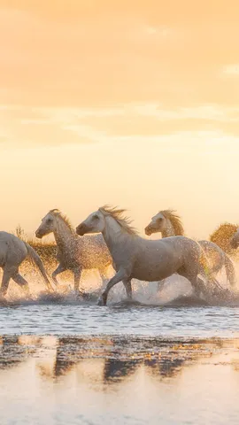 Chevaux de Camargue pr&egrave;s d'Aigues-Mortes, Occitanie (&copy; Francesco Riccardo Lacomi