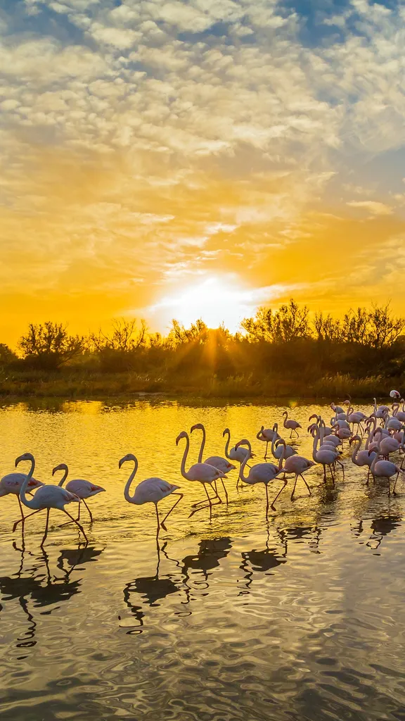 De dr&ocirc;les de b&ecirc;tes !