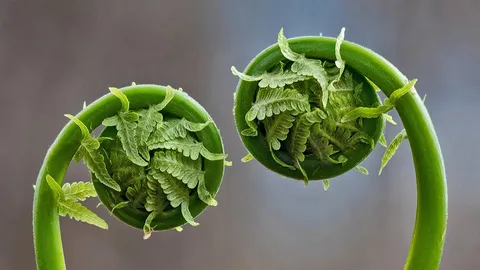 在盛产蕨菜的春日里