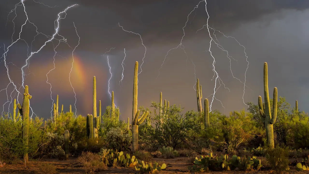 Lightning storm over saguaro cacti, Sonoran Desert, Arizona, United States