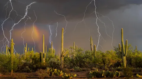 Lightning storm over saguaro cacti, Sonoran Desert, Arizona, United States