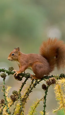 Racconti dalle cime degli alberi