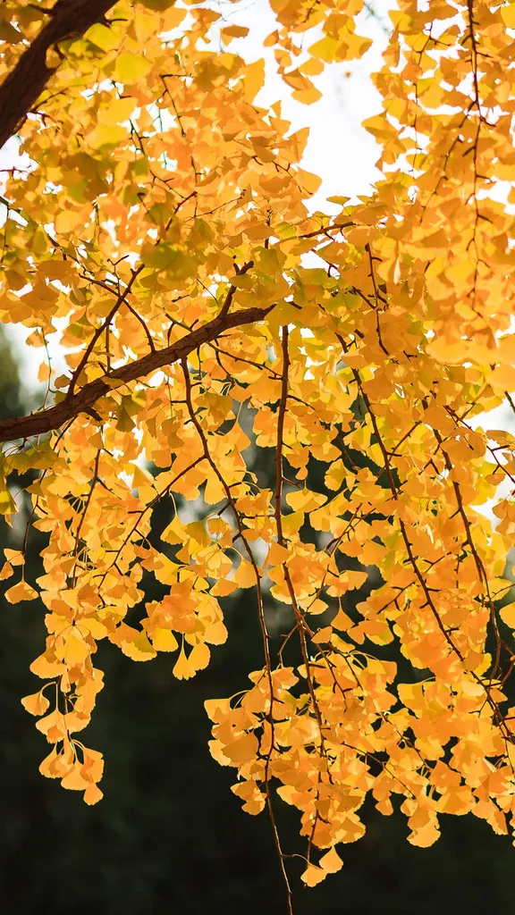 金秋平分，地坛染黄