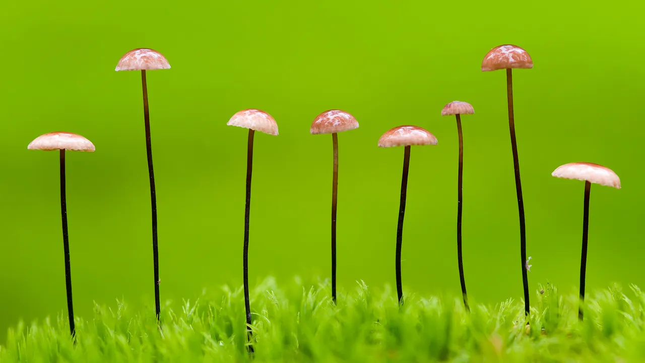 Die verborgene Welt der Pilze