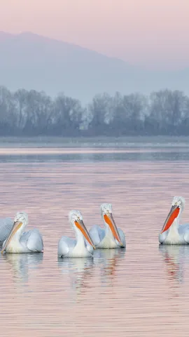 Dalmatian pelicans, Lake Kerkini, Greece