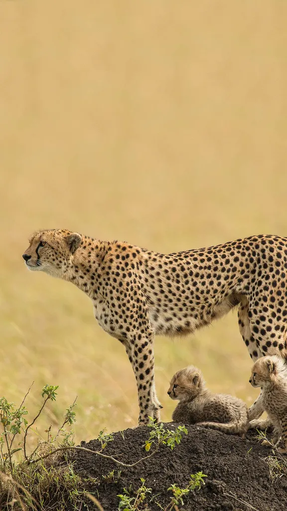 Che bei cuccioli.. occhio a mamma!