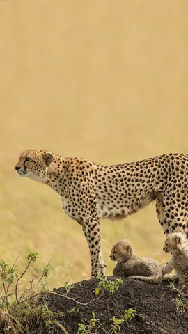 Mestres da agilidade e fofura