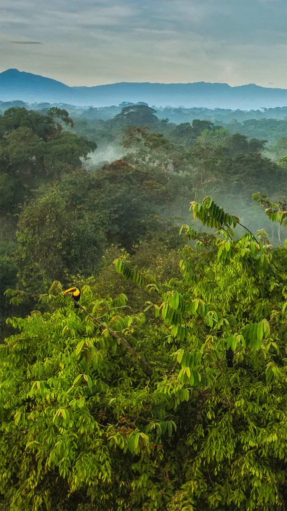 La Selva生物站热带雨林树冠上的黑嘴巨嘴鸟，哥斯达黎加