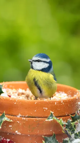 Having a holly good time