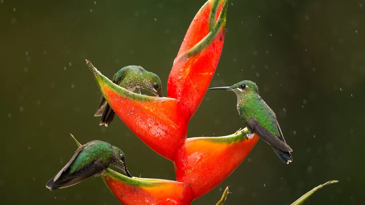 Green-crowned brilliant hummingbirds feeding on lobster-claw flowers, Costa Rica