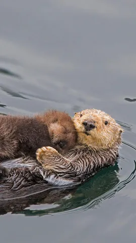 海獭妈妈和新生的幼崽，加利福尼亚州蒙特雷湾