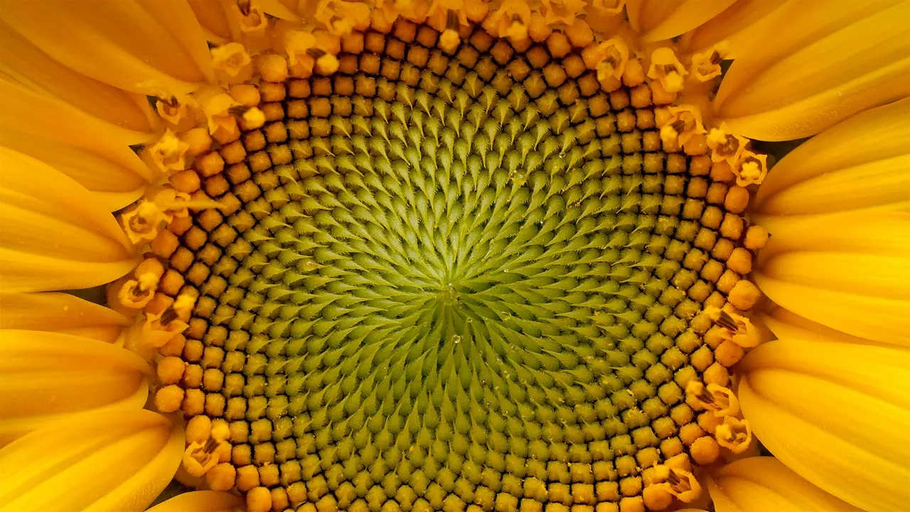 自然、艺术和数学