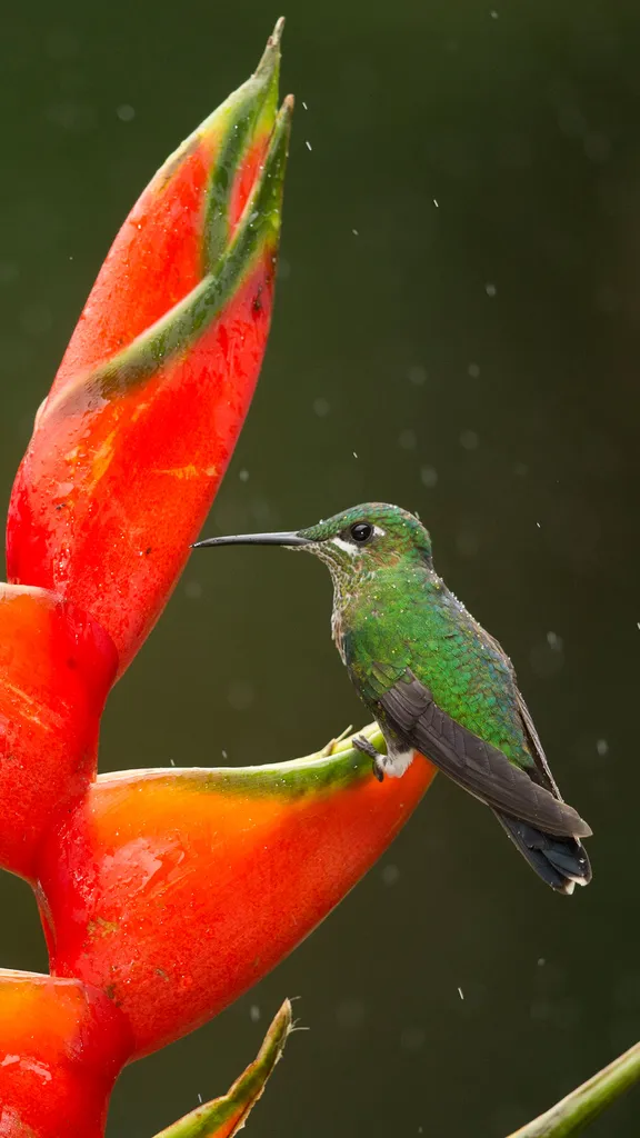 Green-crowned brilliant hummingbirds feeding on lobster-claw flowers, Costa Rica