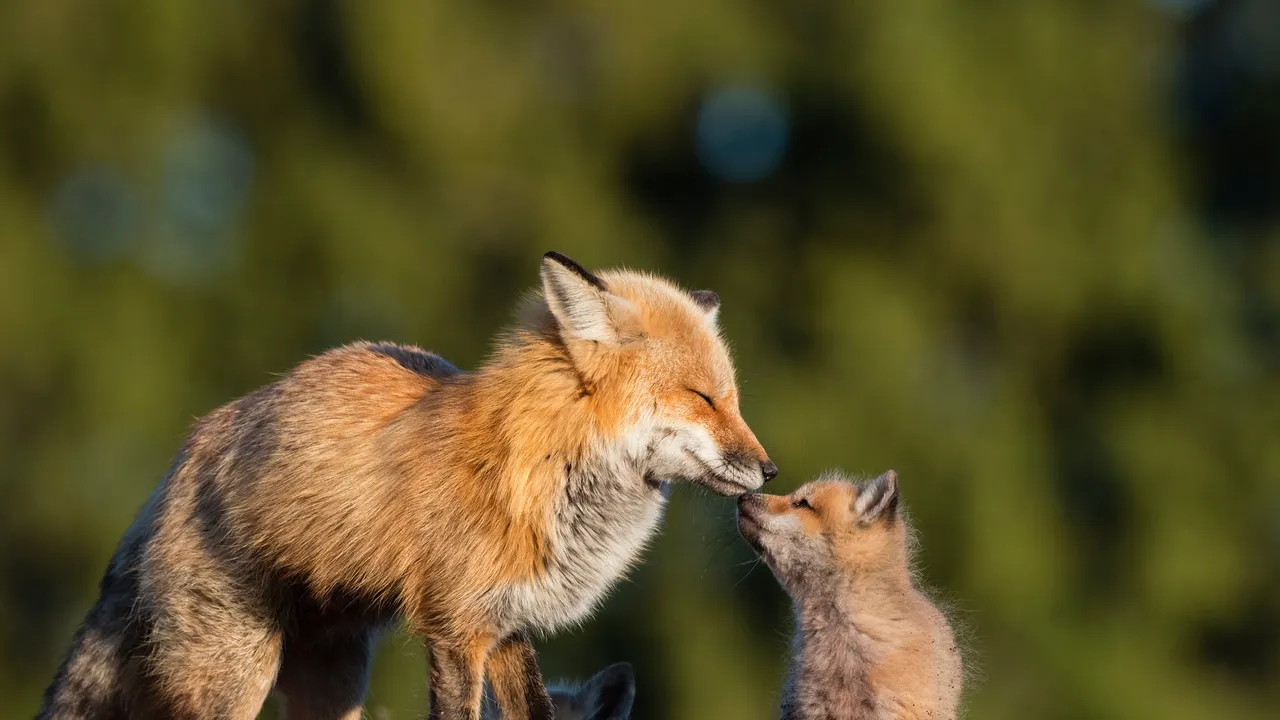Kits and kisses