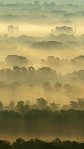 Where roots run wild