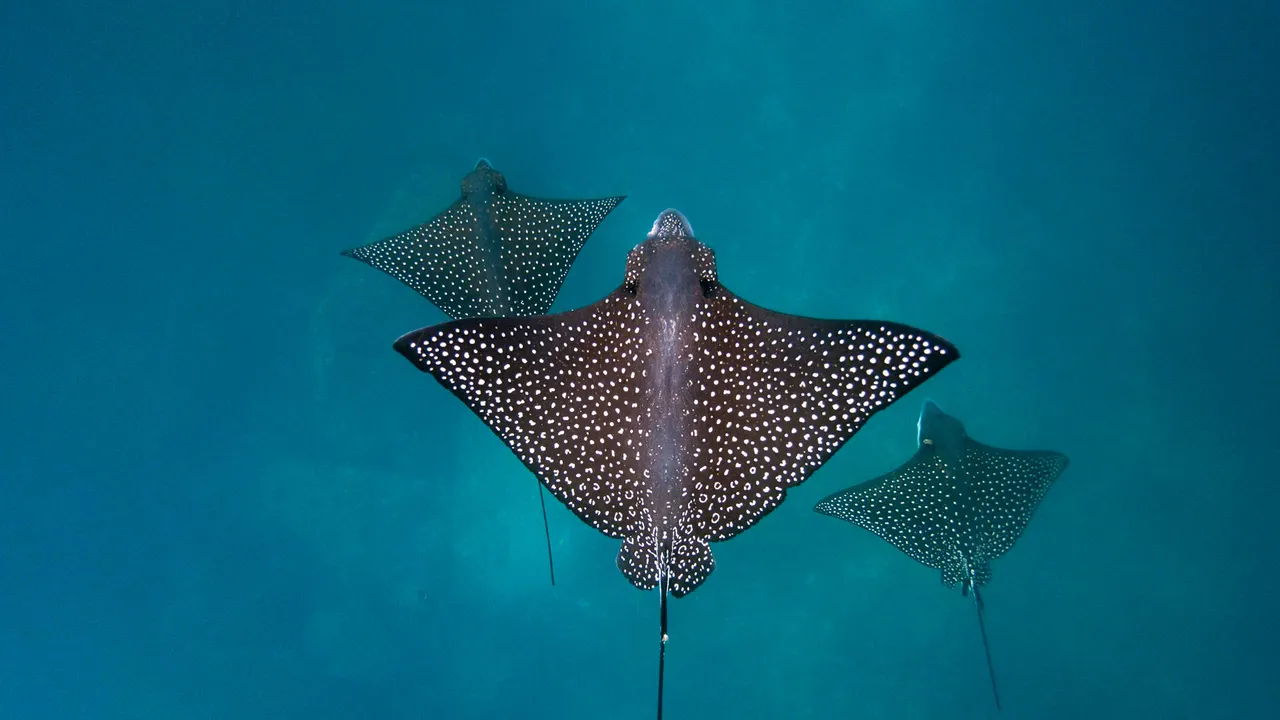 Winging it underwater