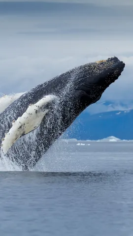 今年は ESA 制定 50 周年