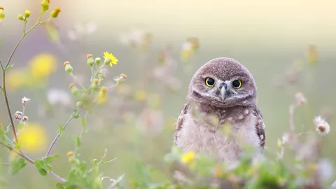 今日は国際フクロウの日