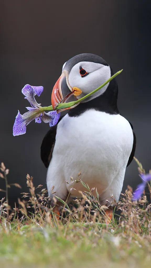 Clifftop flower carrier