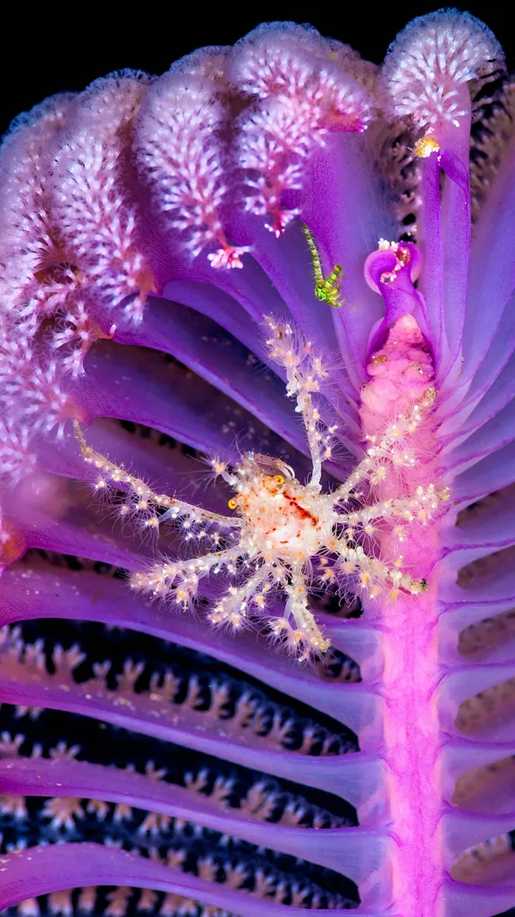 Jard&iacute;n nocturno en la profundidad