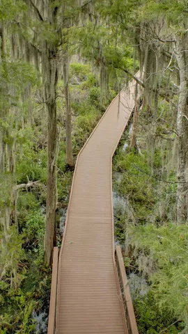 你是否有勇气进入这片茂密的沼泽