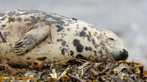 Grey seal sleeping on the beach, Orkney Islands, Scotland