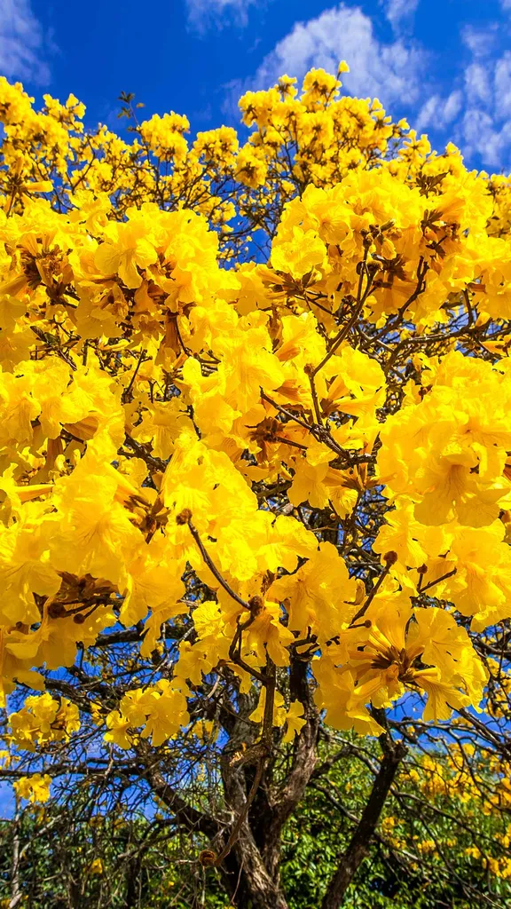 Seja bem-vinda, primavera!