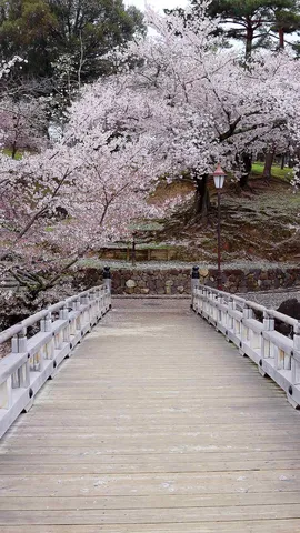 今日は年度初日